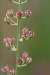 Coastal false asphodel